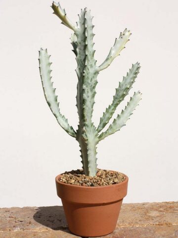 #1 Lg. Gorgeous White Ghost Cactus* (euphorbia lactea albo) - Image 4