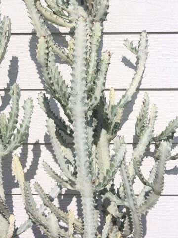 #1 Lg. Gorgeous White Ghost Cactus* (euphorbia lactea albo) - Image 3