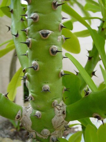 Alternative view of Fast Growing Desert Tree Cactus* (euphorbia neriifolia)