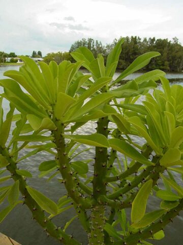 Fast Growing Desert Tree Cactus* (euphorbia neriifolia) - Image 3