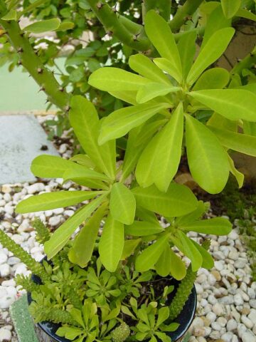 Fast Growing Desert Tree Cactus* (euphorbia neriifolia) - Image 4