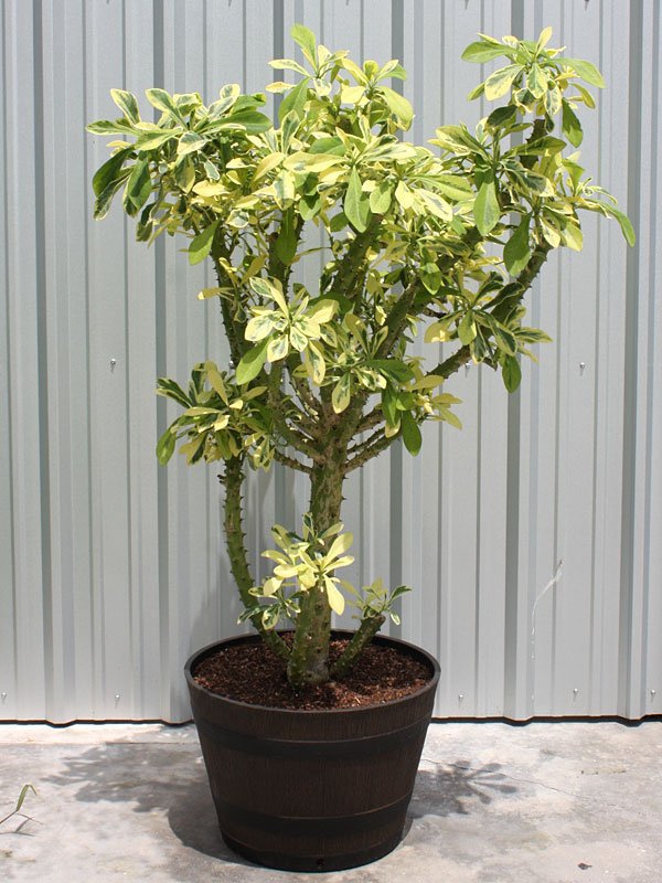 Beautifully Variegated Desert Tree Cactus* (euphorbia neriifolia variegata) - Image 2