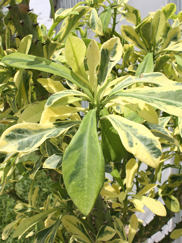 Beautifully Variegated Desert Tree Cactus* (euphorbia neriifolia variegata) - Image 3