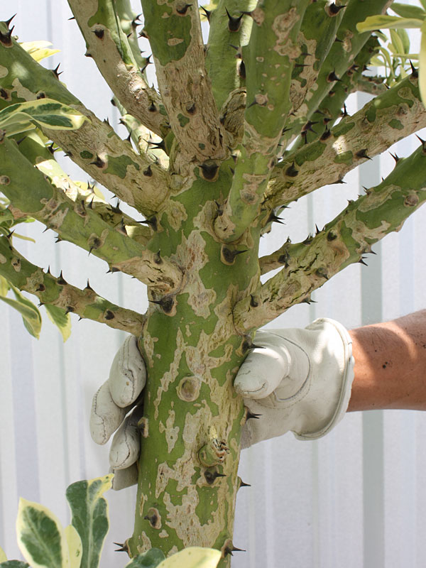 Beautifully Variegated Desert Tree Cactus* (euphorbia neriifolia variegata) - Image 4
