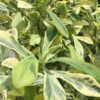 Beautifully Variegated Desert Tree Cactus* (euphorbia neriifolia variegata)