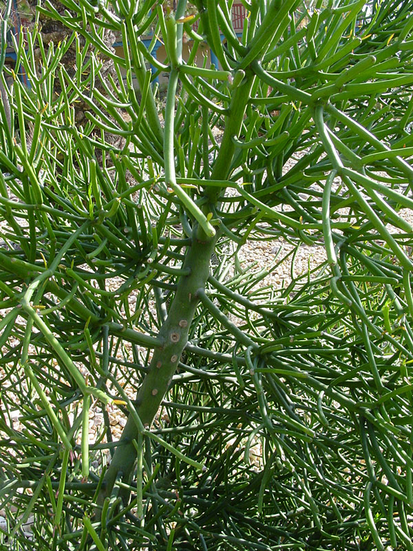 Popular Ornamental Pencil Cactus* (euphorbia tirucallii) - Image 5