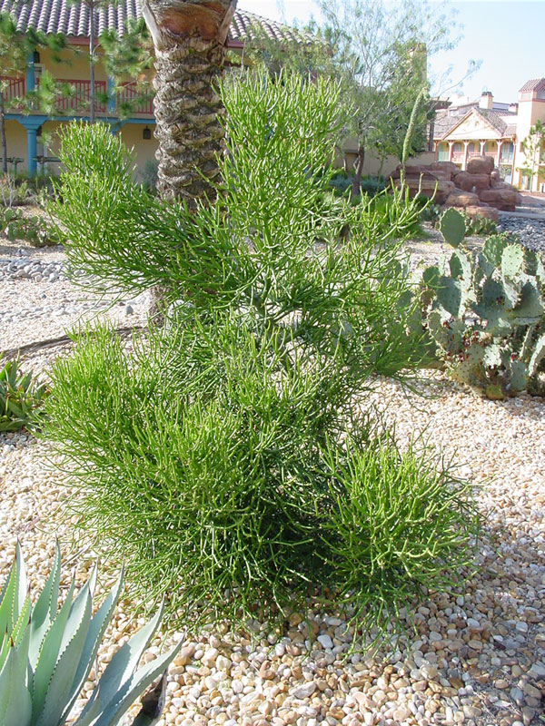 Popular Ornamental Pencil Cactus* (euphorbia tirucallii)