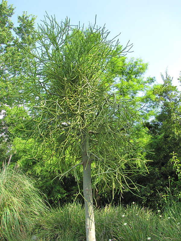 Popular Ornamental Pencil Cactus* (euphorbia tirucallii) - Image 2