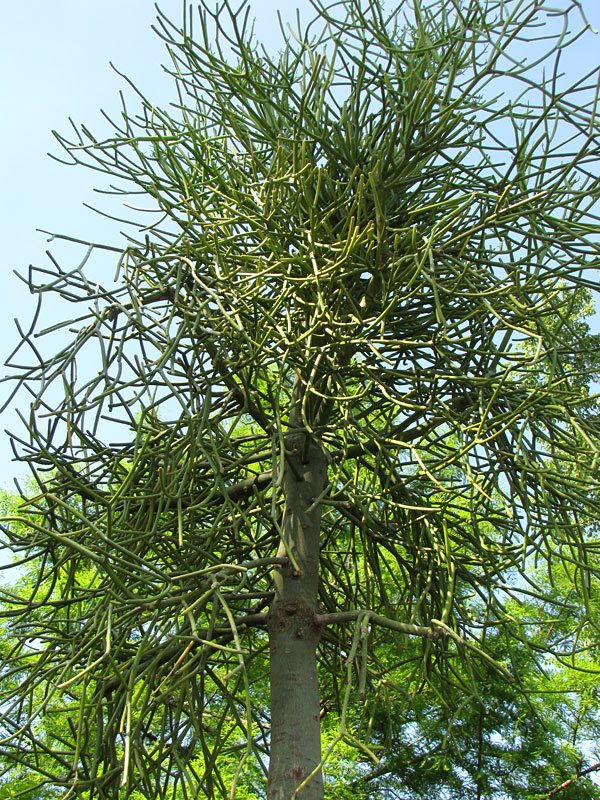 Popular Ornamental Pencil Cactus* (euphorbia tirucallii) - Image 3