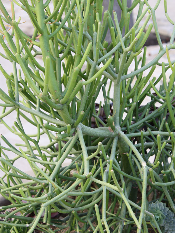 Popular Ornamental Pencil Cactus* (euphorbia tirucallii) - Image 4