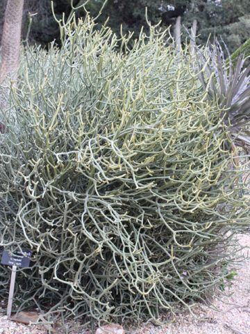 Ornamental Spineless Silver Shrub Cactus* (euphorbia stenoclada)