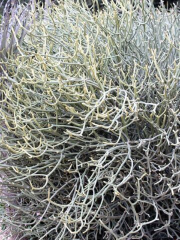 Alternative view of Ornamental Spineless Silver Shrub Cactus* (euphorbia stenoclada)