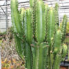 Lg. Ornamental Eritrea Emerald Giant Cactus* (euphorbia eritrea)