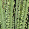 Lg. Magnificent Eritrea Emerald Ripple Cactus* (euphorbia eritrea ripple)