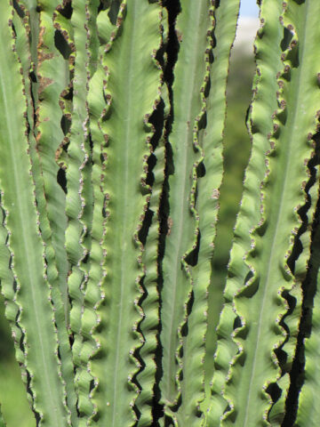 Lg. Magnificent Eritrea Emerald Ripple Cactus* (euphorbia eritrea ripple)