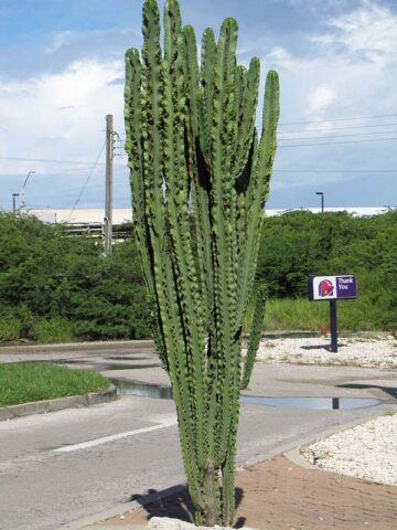 Alternative view of Lg. Magnificent Eritrea Emerald Ripple Cactus* (euphorbia eritrea ripple)
