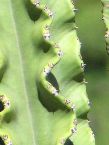 Lg. Magnificent Eritrea Emerald Ripple Cactus* (euphorbia eritrea ripple) - Image 3