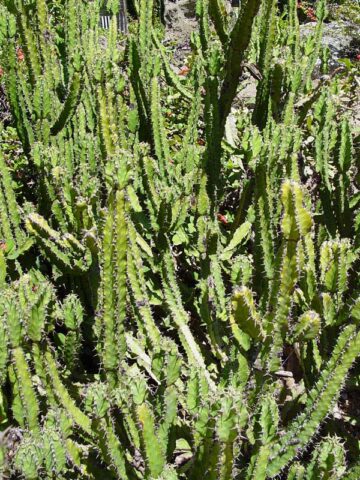 Alternative view of Lg. Mottled Pseudocactus Tiger Tree Cactus* (euphorbia pseudocactus)