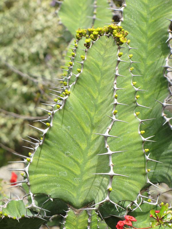 Lg. Mottled Pseudocactus Tiger Tree Cactus* (euphorbia pseudocactus) - Image 3