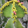 Lg. Mottled Pseudocactus Tiger Tree Cactus* (euphorbia pseudocactus)