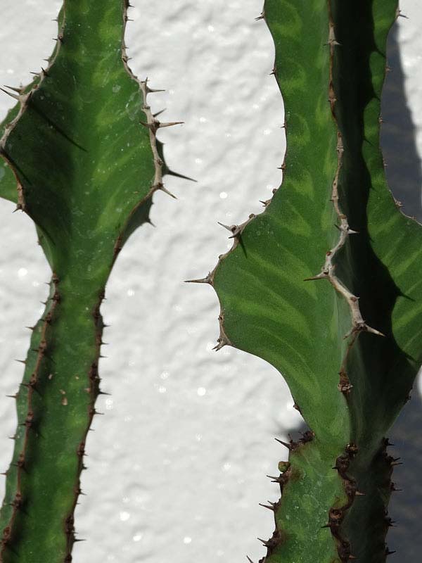Lg. Mottled Pseudocactus Tiger Tree Cactus* (euphorbia pseudocactus) - Image 4
