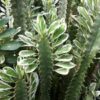 Rare Trigona Variegated White Tip Cactus* (euphorbia trigona)