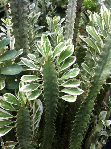 Rare Trigona Variegated White Tip Cactus* (euphorbia trigona)