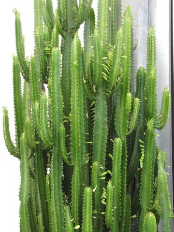 Alternative view of Fast Growing Trigona Jade Tiger Cactus* (euphorbia trigona)