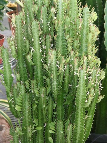 Fast Growing Trigona Jade Tiger Cactus* (euphorbia trigona) - Image 4