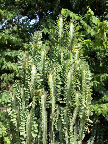 Fast Growing Trigona Jade Tiger Cactus* (euphorbia trigona)