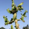 Unusual Spiral Tortilis Cactus* (euphorbia tortilis)