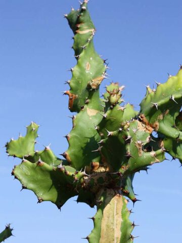 Alternative view of Unusual Spiral Tortilis Cactus* (euphorbia tortilis)