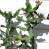 Unusual Spiral Tortilis Cactus* (euphorbia tortilis)