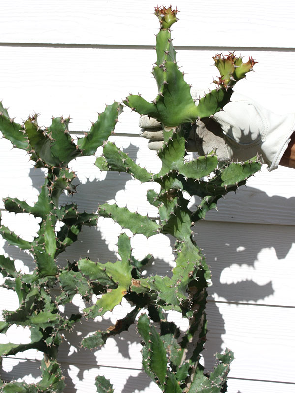 Unusual Spiral Tortilis Cactus* (euphorbia tortilis)