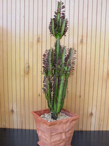 Top Seller Garnet Red Cathedral Cactus* (euphorbia trigona) - Image 3