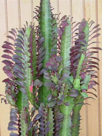 Top Seller Garnet Red Cathedral Cactus* (euphorbia trigona) - Image 4