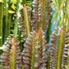 Top Seller Garnet Red Cathedral Cactus* (euphorbia trigona)