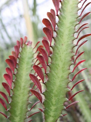 Alternative view of Top Seller Garnet Red Cathedral Cactus* (euphorbia trigona)