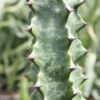 Graceful Trigona Green Monstrose Cactus* (euphorbia trigona)