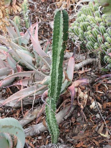 Alternative view of Graceful Trigona Green Monstrose Cactus* (euphorbia trigona)