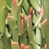 Flat Orange Tip Pencil Cactus* (euphorbia xylophylloides)