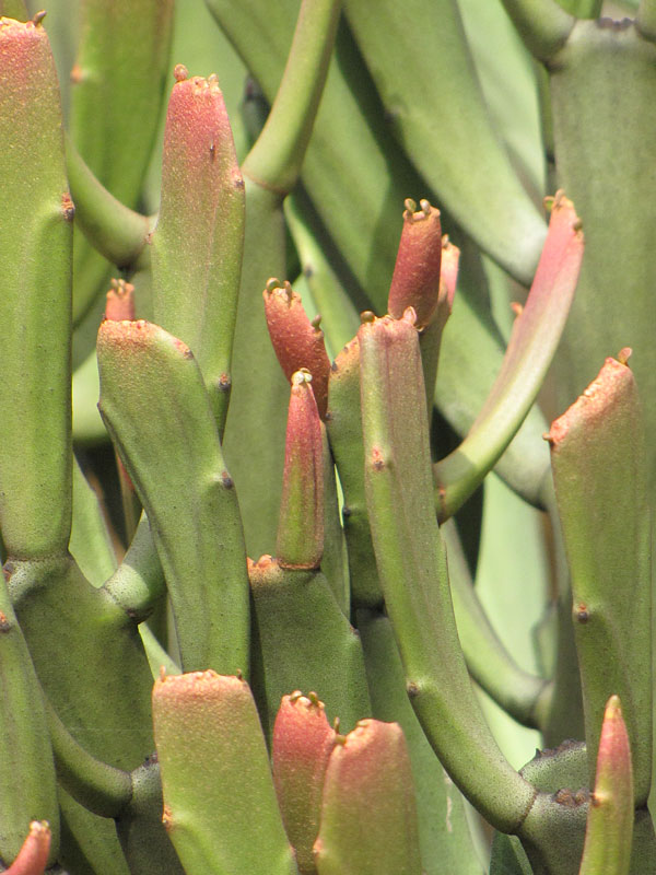 Flat Orange Tip Pencil Cactus* (euphorbia xylophylloides)