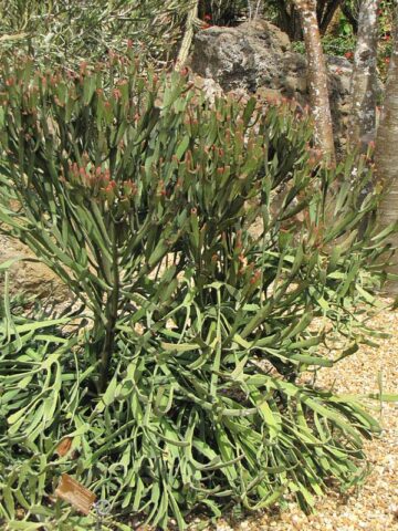 Flat Orange Tip Pencil Cactus* (euphorbia xylophylloides) - Image 3