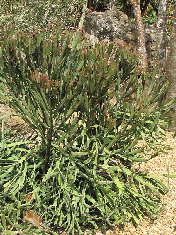 Flat Orange Tip Pencil Cactus* (euphorbia xylophylloides) - Image 3