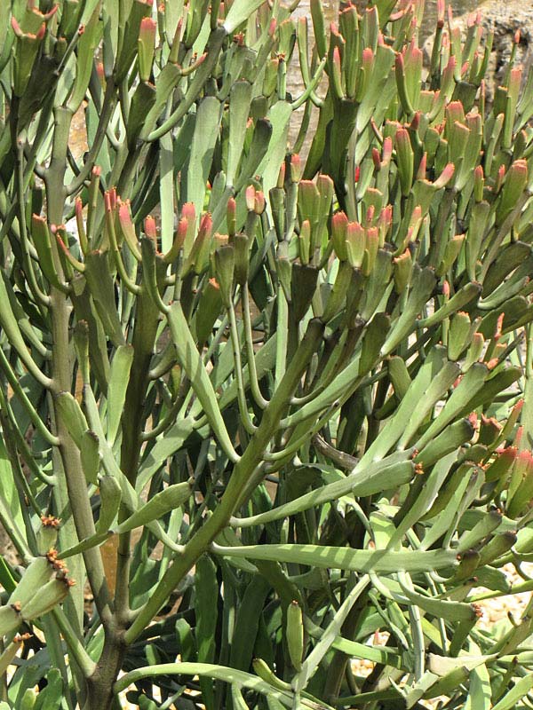 Flat Orange Tip Pencil Cactus* (euphorbia xylophylloides)