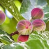 Lg. Clown Fig Tree (ficus aspera parcelli)