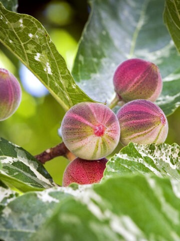 Lg. Clown Fig Tree (ficus aspera parcelli)