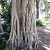 Lg. Banyan Tree (ficus benghalensis)