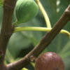 Lg. Heirloom Brown Turkey Fig Tree (ficus carica)