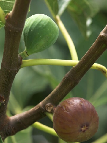 Lg. Heirloom Brown Turkey Fig Tree (ficus carica)